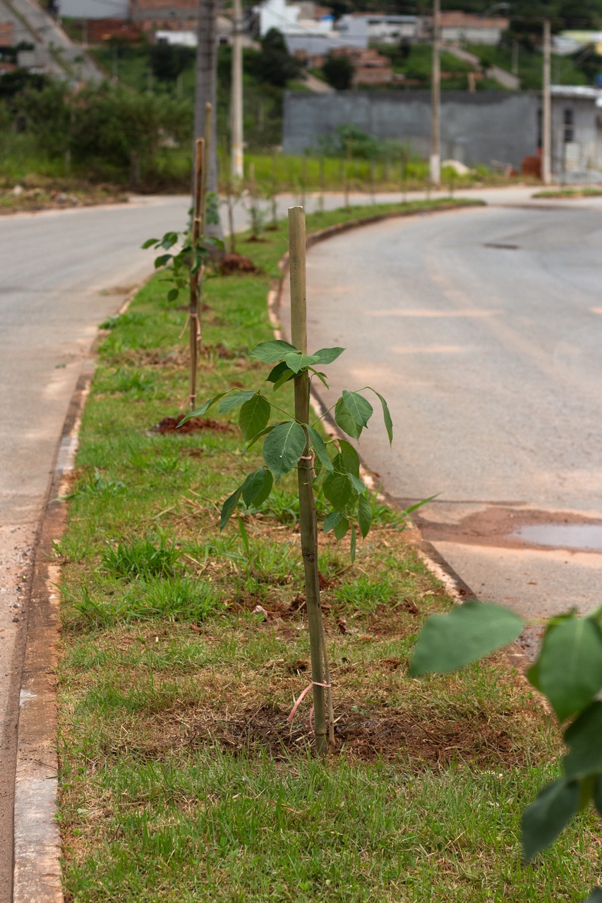 Plantio Avenida João Paulo II