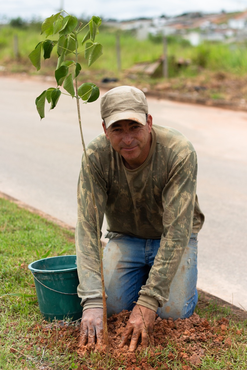 Plantio de árvore